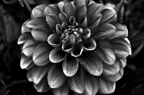 blackandwhite flower macro rain nikon sweden tqm norrtälje roslagen d5000
