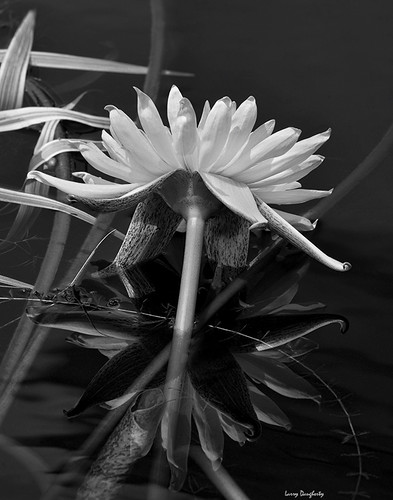 white plant flower water nikon waterlily lily blossom neworleans petal bloom botanicalgarden d700