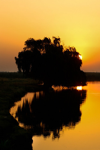 sun lake reflection tree water silhouette sunrise fire golden willow contrejour