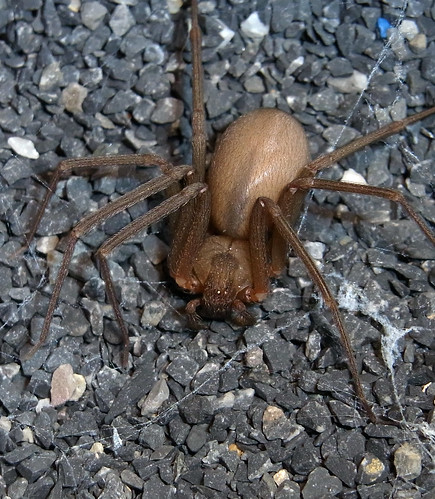 macro nature sanantonio spider arachnid supermacro ricoh arachnida arachnology arañas ricohcx1
