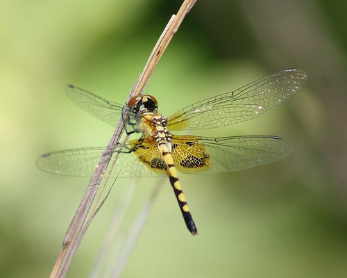 dragonfly tx national springs odonata lake” county” forest” springs” “angelina amandaspennant “jasper celithemisamanda “boykin