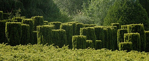 garden jardin if yew taxus mmx topiaire olibac séricourt olympussp56uz
