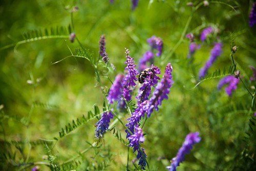 canon 5dmarkii travel novascotia bee honeybee flower purple honey