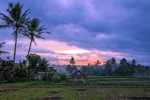 tampaksiring bali indonesia id sunrise rice fields