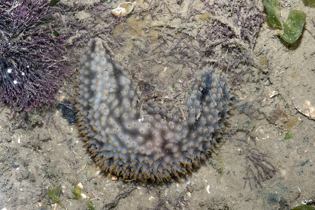 Plasticky sea cucumber (Cladolabes hamatus)