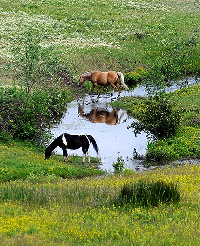 flowers horses white black reflection animals yellow creek pasture grazing