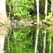 Alligator Canal DSCN3378