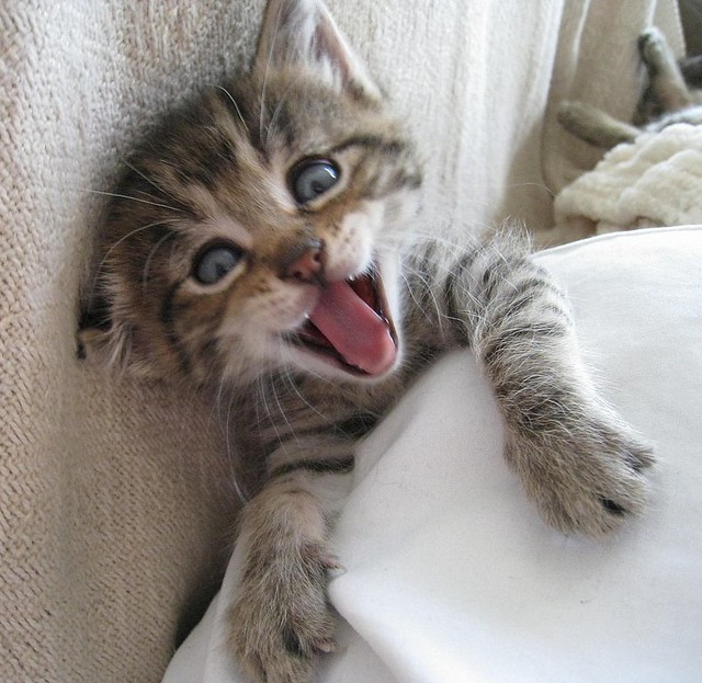 Smiling kitten | Flickr - Photo Sharing!