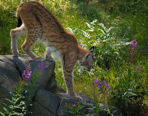 zoo lynx ilves lynxlynx ranuazoo