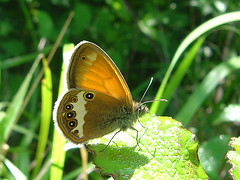 Coenonympha arcania - Photo of Rebourguil