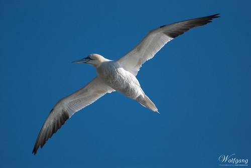 blue sky canada birds newfoundland flight gannet capestmarys basstölpel