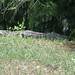 Alligator Canal   DSCN1876