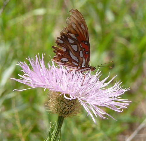 oklahoma butterfly wildlife naturalhistory lepidoptera gulffritillary fortsill comanchecounty