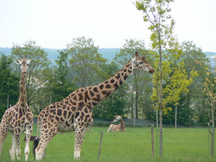 Girafe - Photo of La Chaussaire