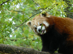 Panda roux - Photo of La Chaussaire