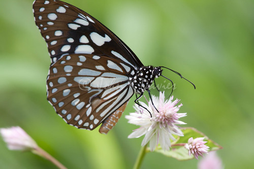india butterfly bombay maharashtra mumbai nri navimumbai nerul seawoods talawe
