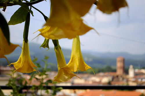 flower yellow nikon san campanile giallo lorenzo tuscany toscana borgo paesaggio mugello d90 campane