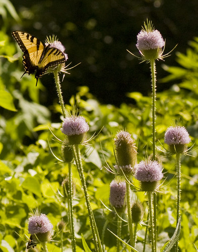 nature butterflyflowers