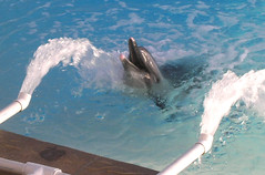 Mote Aquarium - Dolphin