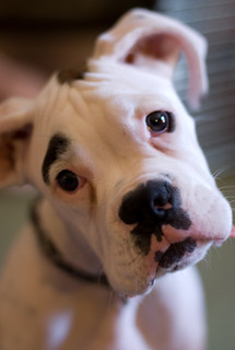 White Boxer Dog Loki Puppy T
