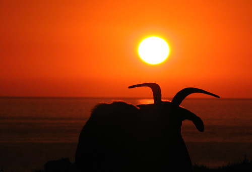 sunset españa sol backlight contraluz atardecer mar spain wildlife cabra menorca mediterráneo mediterraneansea baleares balearislands