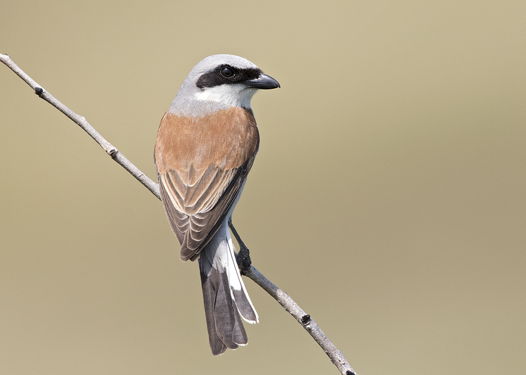 Red-backed Shrike   Lanius collurio