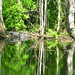 Alligator Canal DSCN3410