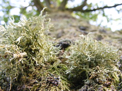 Lichen sur tronc 1