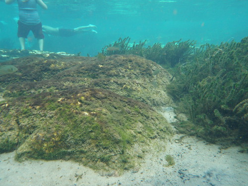 forest underwater salt national springs area recreation ocala