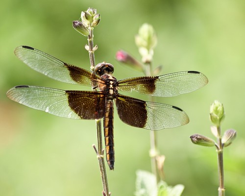 dragonfly © widowskimmer libellulaluctuosa garyburke zuiko70300mm olympuse620