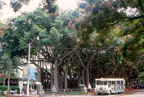 tree museum florida 1998 ftmyers edison banyan fortmyers thomasedison