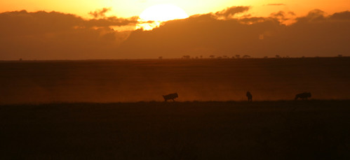 sunrise tanzania serengeti tz wildebeest