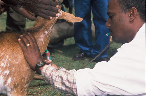 Trade-related Vector-borne Animal Disease in Ethiopia with Particular Reference to Rift Valley Fever (TCP/ETH/0168) - Awash Veterinary Services
