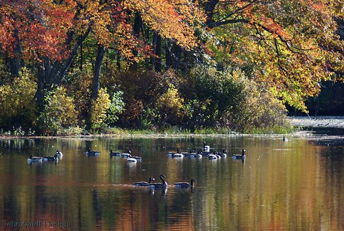 autumn trees reflection fall water geese pentax connecticut ct m42 manual southfordfalls k200d supertakumarf35135mmtelephoto