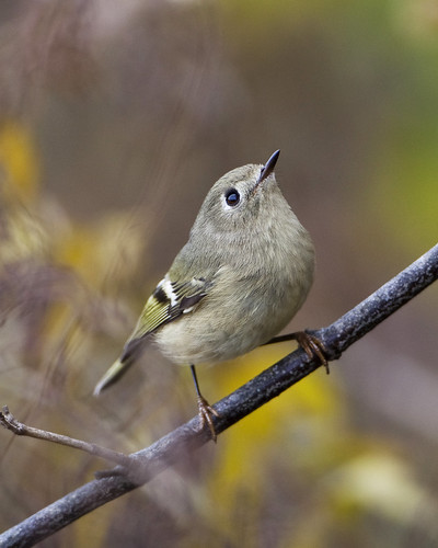 bird nj birdphoto warrengreenacres kh0831