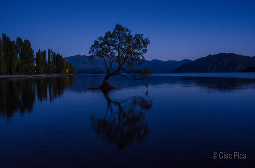 tree wanaka newzealand nature bluehour dawn nikon nikkor 18200 d7000 dx water lake aotearoa reflection southisland morning otago