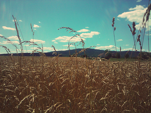 sky field wheat country