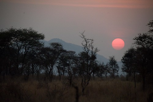 sunset tanzania safari serengeti elementsorganizer