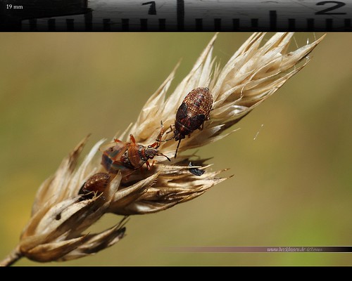 macro grass animal closeup canon insect bugs planet mpe