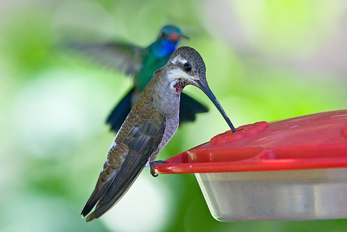 arizona birds hummingbirds