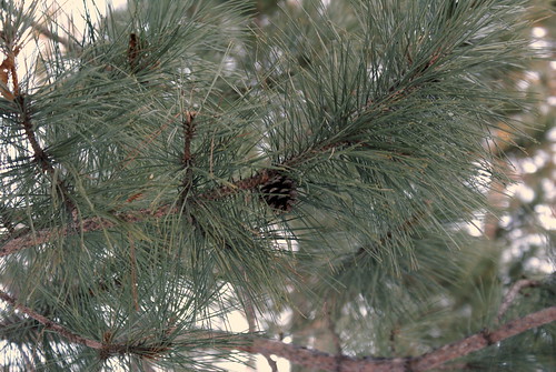 winter tree pine cone february