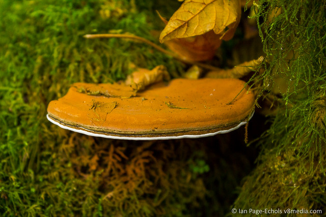 Orange pancake mushroom and spores