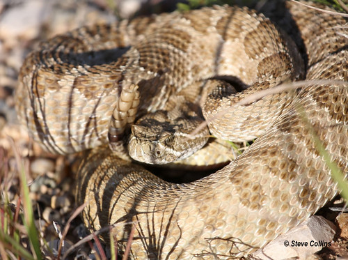 snake tx rattlesnake crotalusviridis crotalus prairierattlesnake cochrancounty