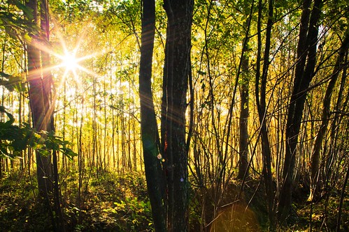 trees sun forest sunrise canon prime sweden 24mm tse mönsterås