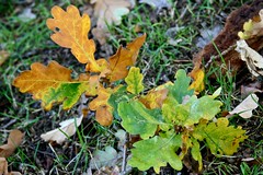 Orange oak leaves