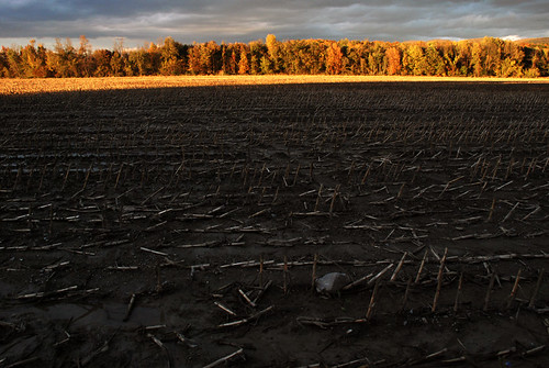 autumn trees light sunset sky clouds landscape gold corn vermont middlebury dirt fields plowed