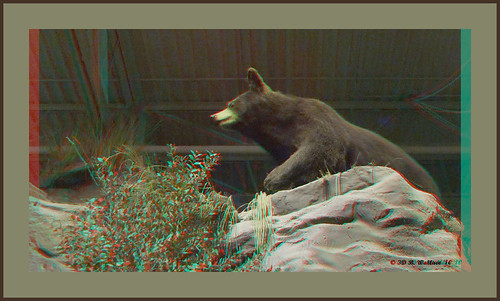 bear mall stereoscopic 3d brian anaglyph indoors stereo wallace inside stereoscopy stereographic outdoorworld stereoimage stereopicture quotbrian millsquot wallacequot quotarundel
