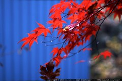 red japanese maple leaves against our blue house 