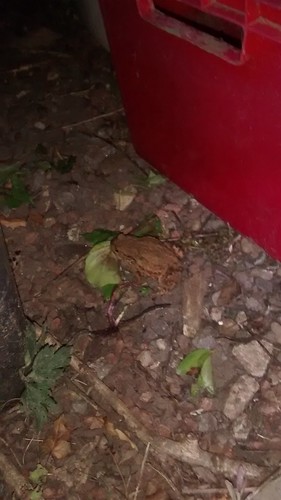 toad June 17