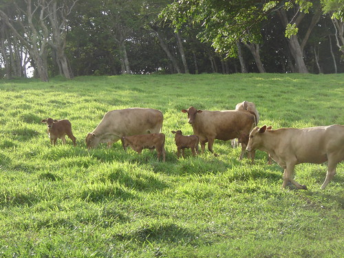 South America's 'Romosinuano' cattle breed